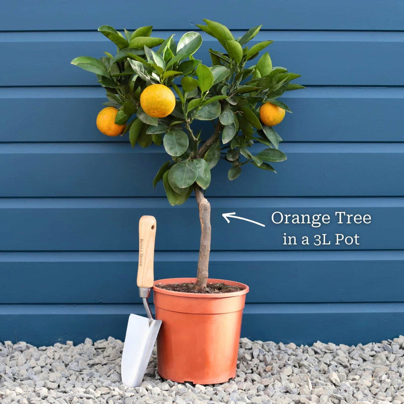 Patio Orange Tree | Sweet Orange Mediterranean Fruit Trees