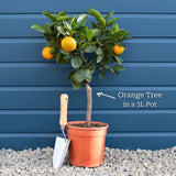 Patio Orange Tree | Sweet Orange Mediterranean Fruit Trees