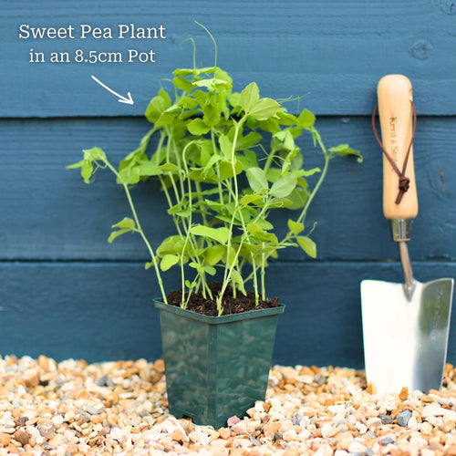 Sweet Pea 'Winston Churchill' Plant Annual Bedding