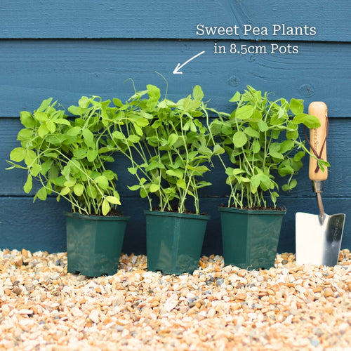 Sweet Pea 'Winston Churchill' Plant Annual Bedding