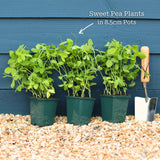 Sweet Pea 'Winston Churchill' Plant Annual Bedding