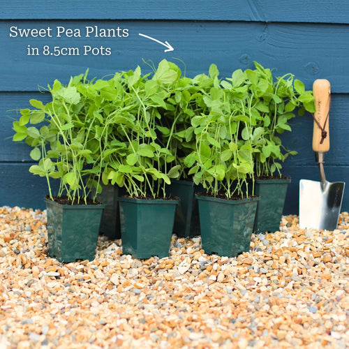 Sweet Pea 'Winston Churchill' Plant Annual Bedding