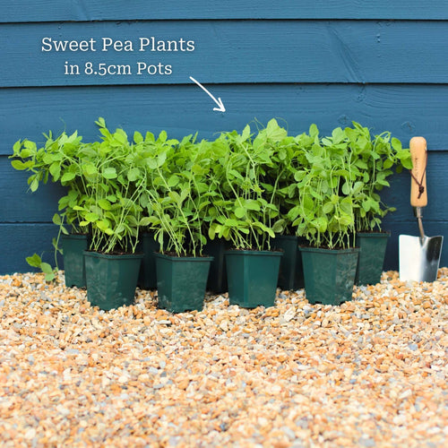 Sweet Pea 'Winston Churchill' Plant Annual Bedding