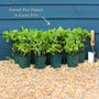 Sweet Pea 'Winston Churchill' Plant Annual Bedding
