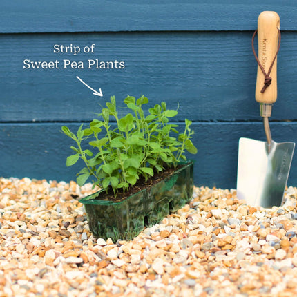 The Ultimate Sweet Pea Collection Annual Bedding