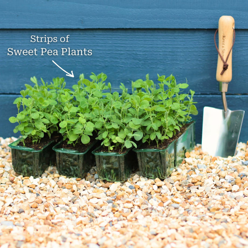 Spencer Sweet Pea Collection Annual Bedding