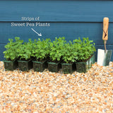 The Ultimate Sweet Pea Collection Annual Bedding