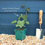 'Beauregard' Sweet Potato Plant Vegetables