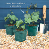 'Beauregard' Sweet Potato Plant Vegetables