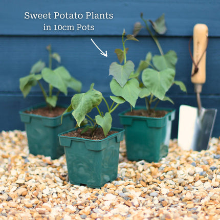 'Beauregard' Sweet Potato Plant Vegetables
