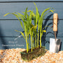 'Earlibird' Extra Sweet Sweetcorn Plants Vegetables
