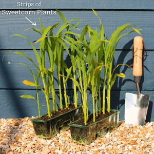 'Earlibird' Extra Sweet Sweetcorn Plants Vegetables