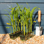 'Earlibird' Extra Sweet Sweetcorn Plants Vegetables