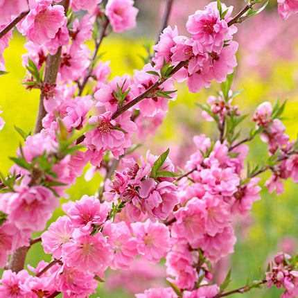 'Taoflora Pink' Peach Tree Ornamental Trees