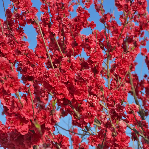 'Taoflora Red' Peach Tree Ornamental Trees