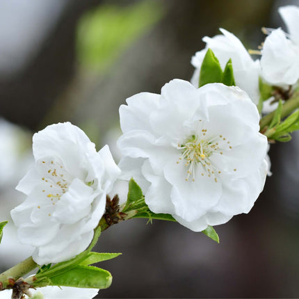 'Taoflora White' Peach Tree Ornamental Trees