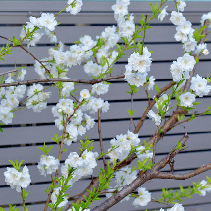 'Taoflora White' Peach Tree Ornamental Trees