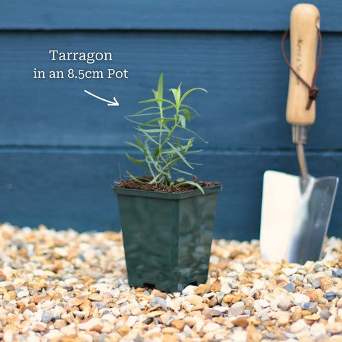 French Tarragon Plant Vegetables