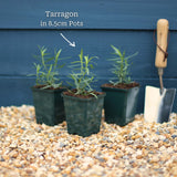 French Tarragon Plant Vegetables