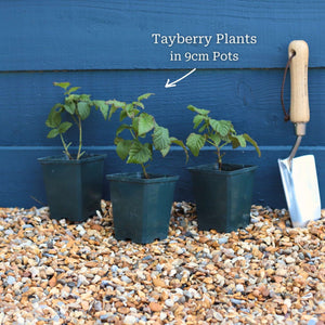 'Buckingham' Thornless Tayberry Plants Soft Fruit