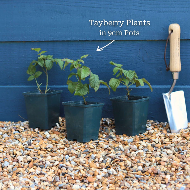 'Buckingham' Thornless Tayberry Plants Soft Fruit