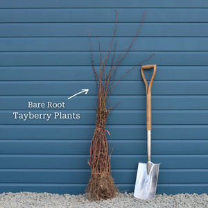 'Medana' Tayberry Plant Soft Fruit