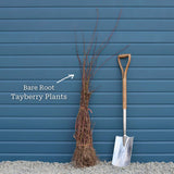 'Medana' Tayberry Plant Soft Fruit