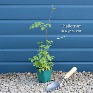 Thalictrum 'Black Stockings' Perennial Bedding