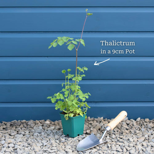 Thalictrum 'Black Stockings' Perennial Bedding