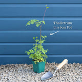 Thalictrum 'Black Stockings' Perennial Bedding