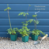Thalictrum 'Black Stockings' Perennial Bedding