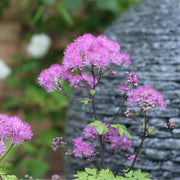 Thalictrum 'Black Stockings' Perennial Bedding