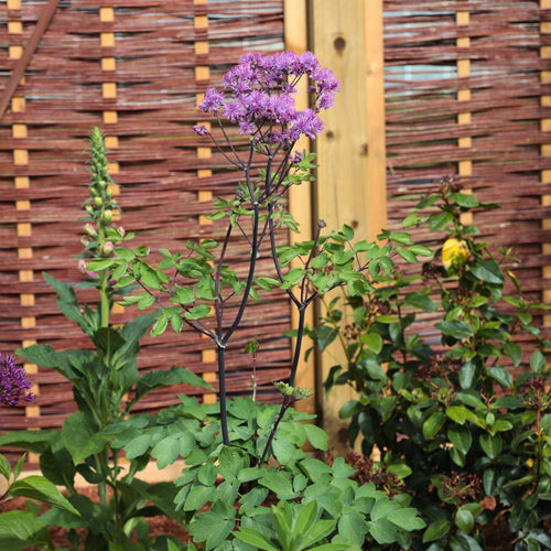 Thalictrum 'Black Stockings' Perennial Bedding