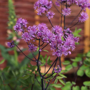 Thalictrum 'Black Stockings' Perennial Bedding