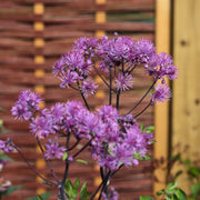 Thalictrum 'Black Stockings' Perennial Bedding