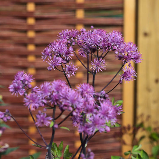 Thalictrum 'Black Stockings' Perennial Bedding
