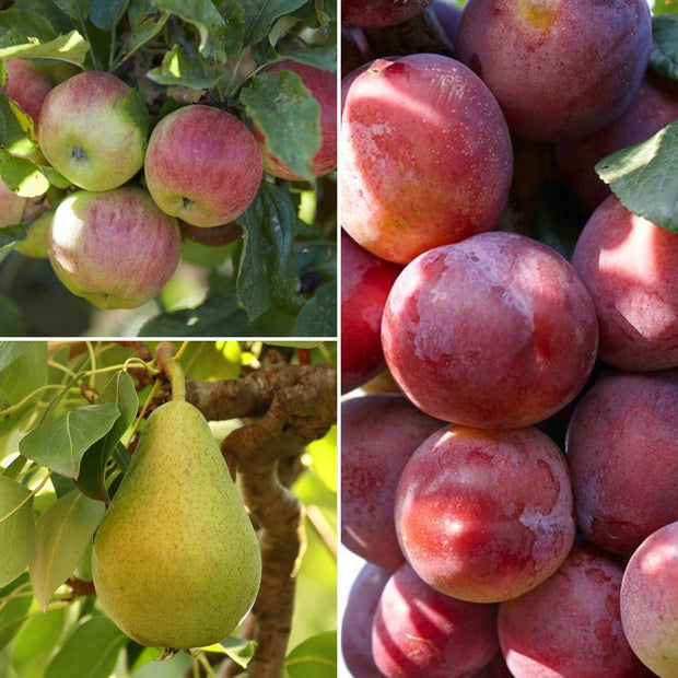 The 3 Top Performing Fruit Trees to Grow in the UK | Apple, Pear & Plum Fruit Trees