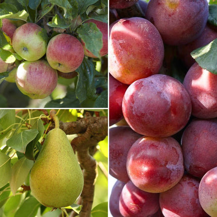 The 3 Top Performing Fruit Trees to Grow in the UK | Apple, Pear & Plum Fruit Trees