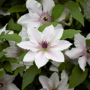 Clematis 'The Countess of Wessex' Climbing Plants