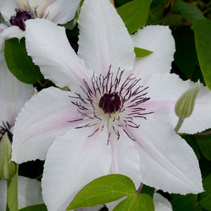 Clematis 'The Countess of Wessex' Climbing Plants
