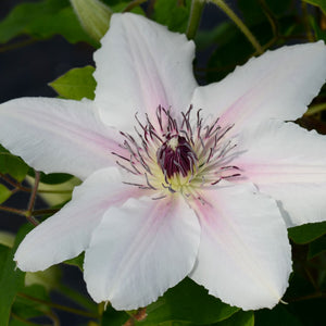 Clematis 'The Countess of Wessex' Climbing Plants