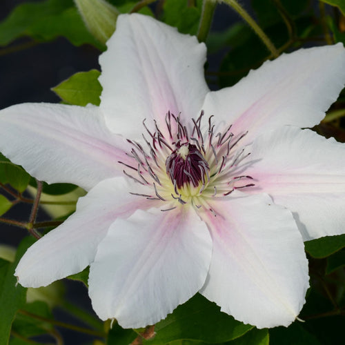Clematis 'The Countess of Wessex' Climbing Plants