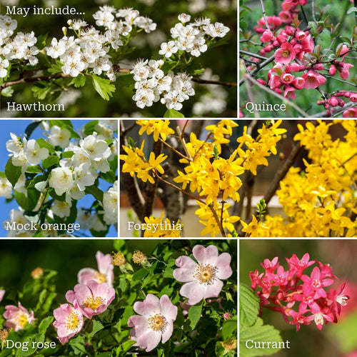 The Ultimate Flowering Hedge Shrubs
