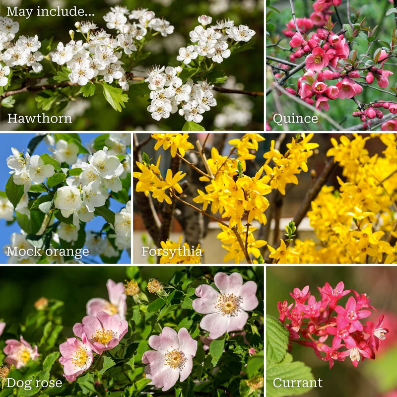 The Ultimate Flowering Hedge Shrubs