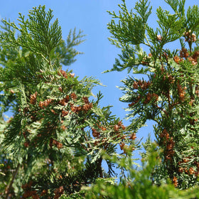 Western Red Cedar | Thuja plicata 'Atrovirens' Shrubs
