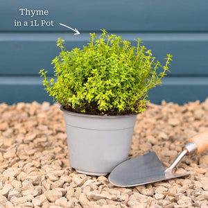 Thyme Plants Vegetables