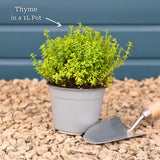 Thyme Plants Vegetables