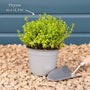 Thyme Plants Vegetables