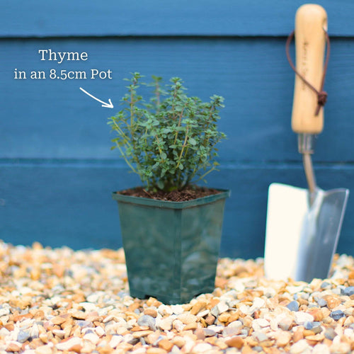 Thyme Plants Vegetables