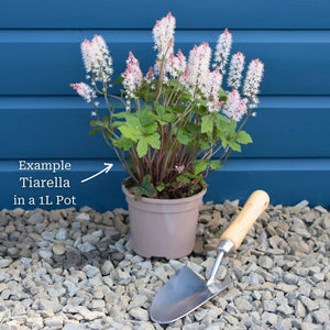 Tiarella 'Pink Skyrocket' Perennial Bedding